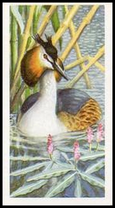 39 Great Crested Grebe